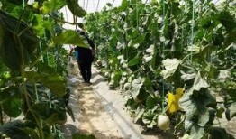 真实吃瓜现场视频大全免费观看,一网打尽热门事件瞬间